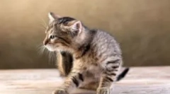 Jak ušetřit blecha kotě: metody a prostředky